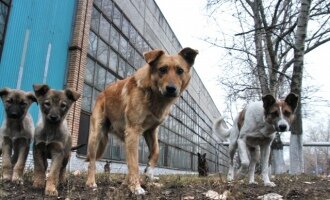 Внимание! В Кривом Роге травят собак