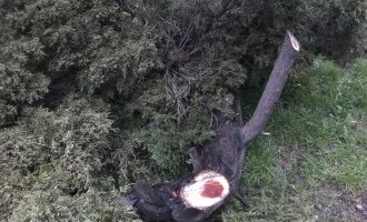 В Кривом Роге подрядчики уродуют деревья (Фото/Видео)